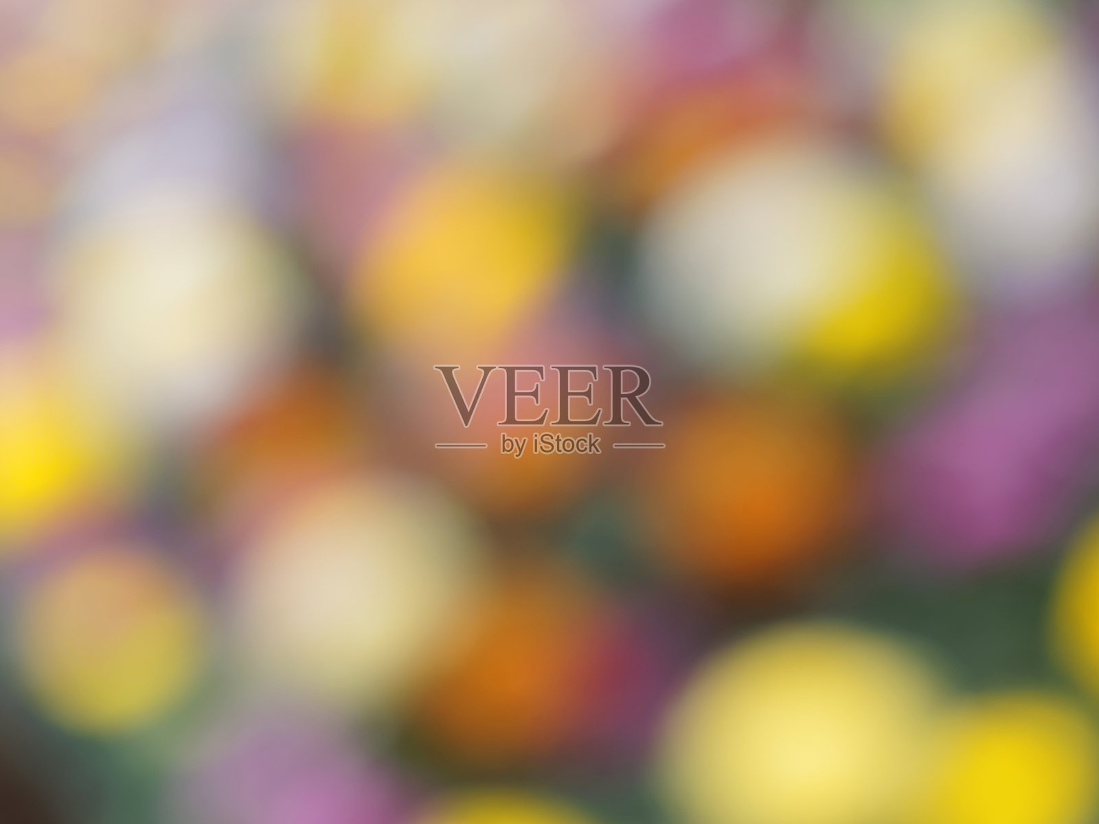 破绽百花的田野，五彩缤纷的菊花群。照片摄影图片