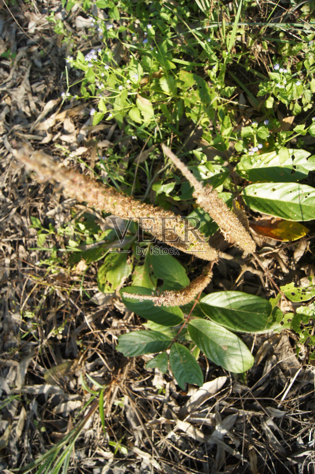 这种草发生和林覆盖了整个地面照片摄影图片