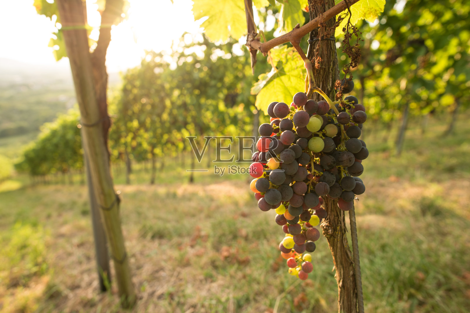 夏日阳光下的黑皮诺葡萄照片摄影图片