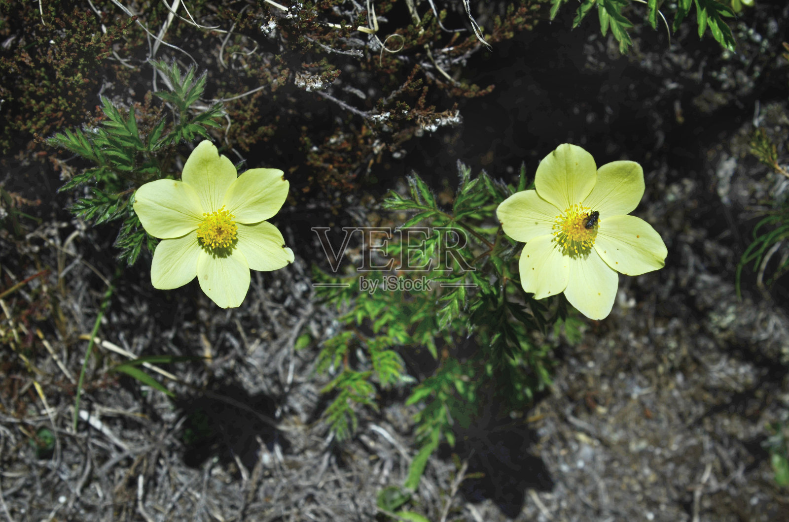 奥地利、植物学照片摄影图片