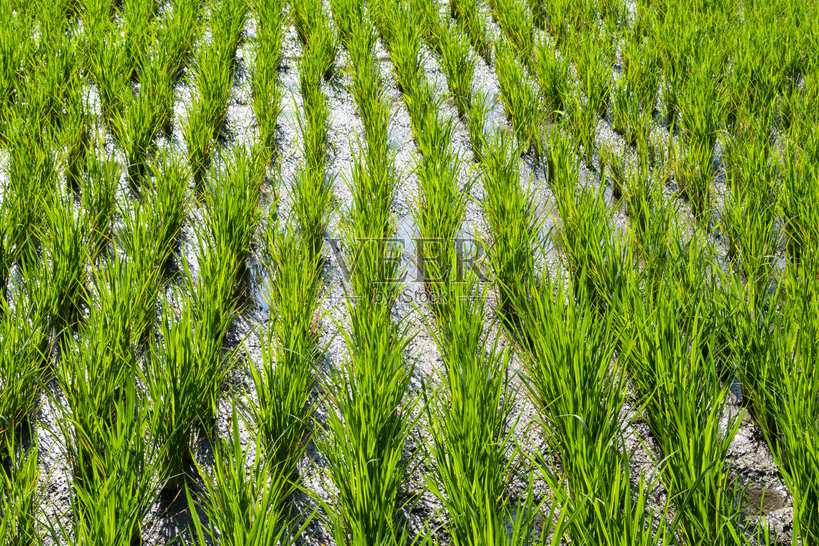 巴厘岛的稻田。照片摄影图片