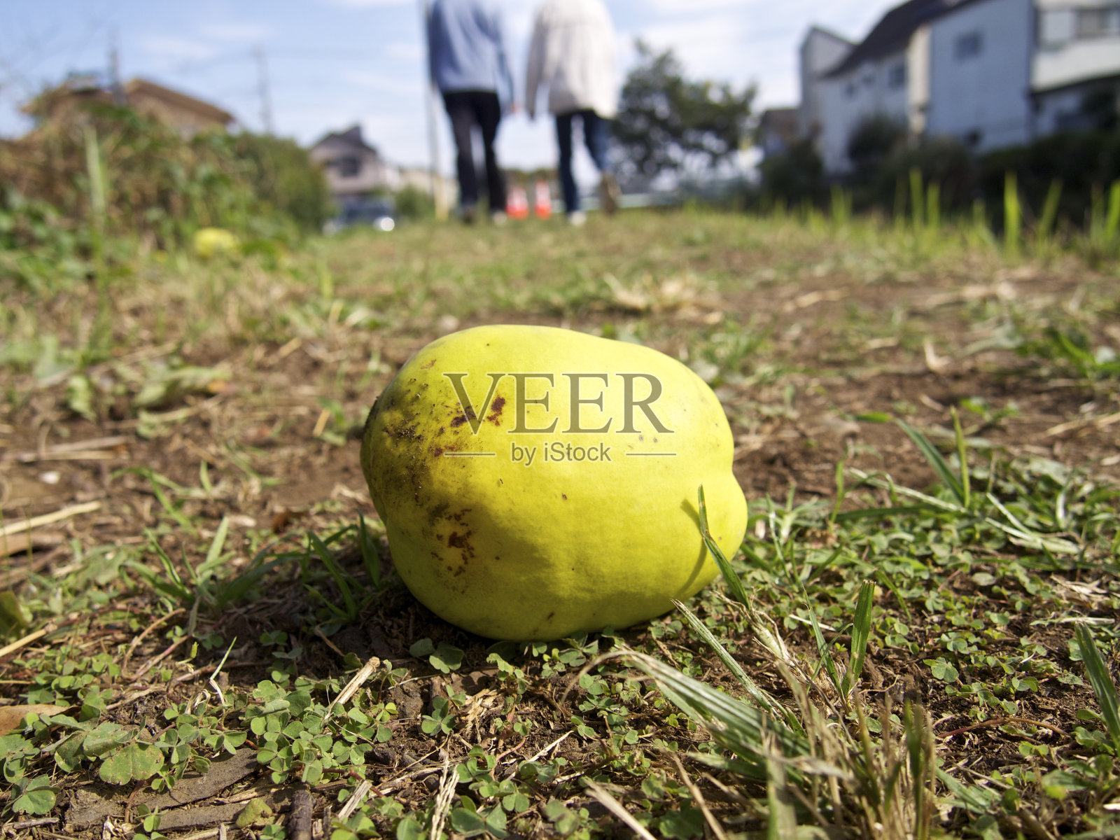 中国温柏|卡琳照片摄影图片
