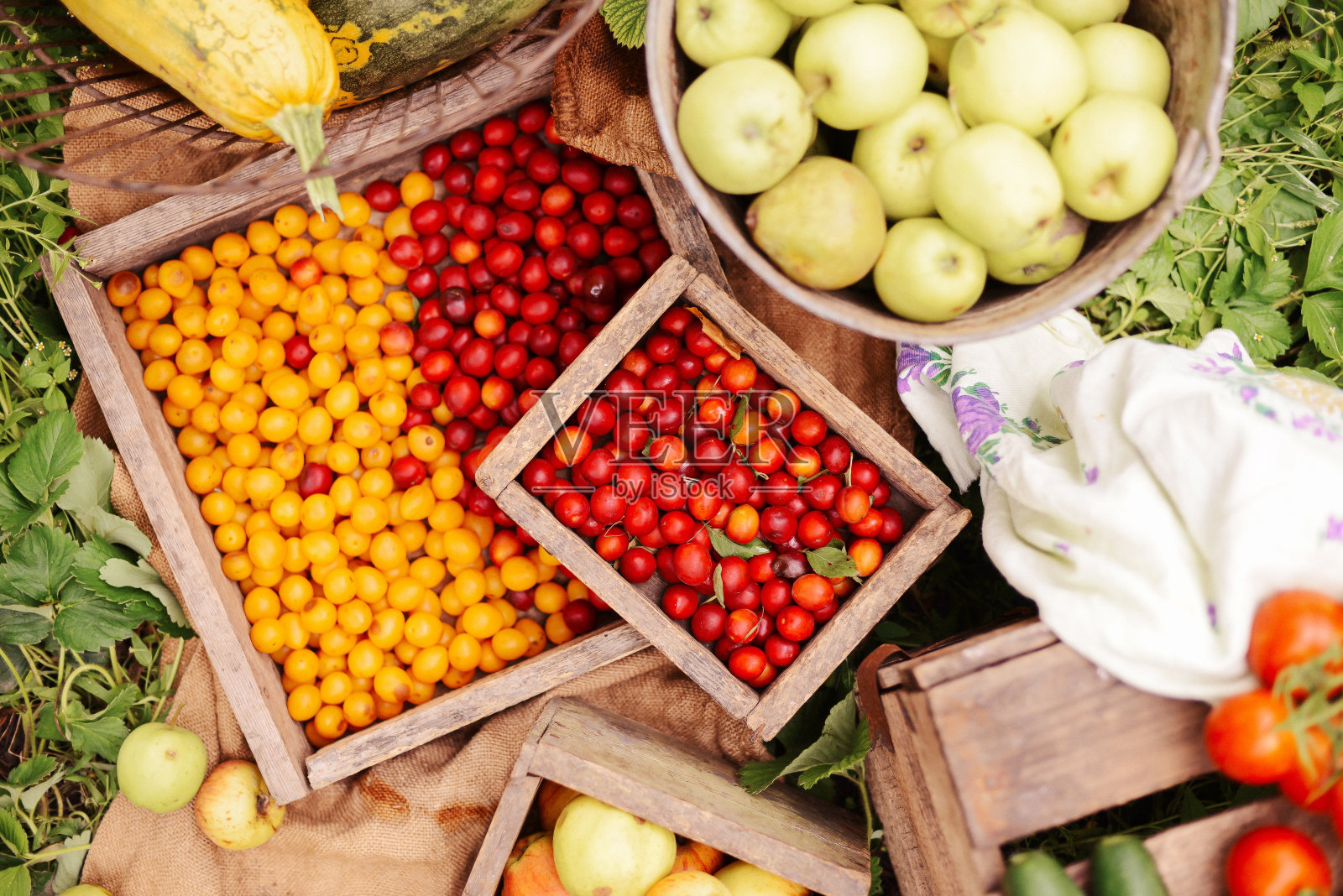 年轻迷人的女人在一个农场。照片摄影图片