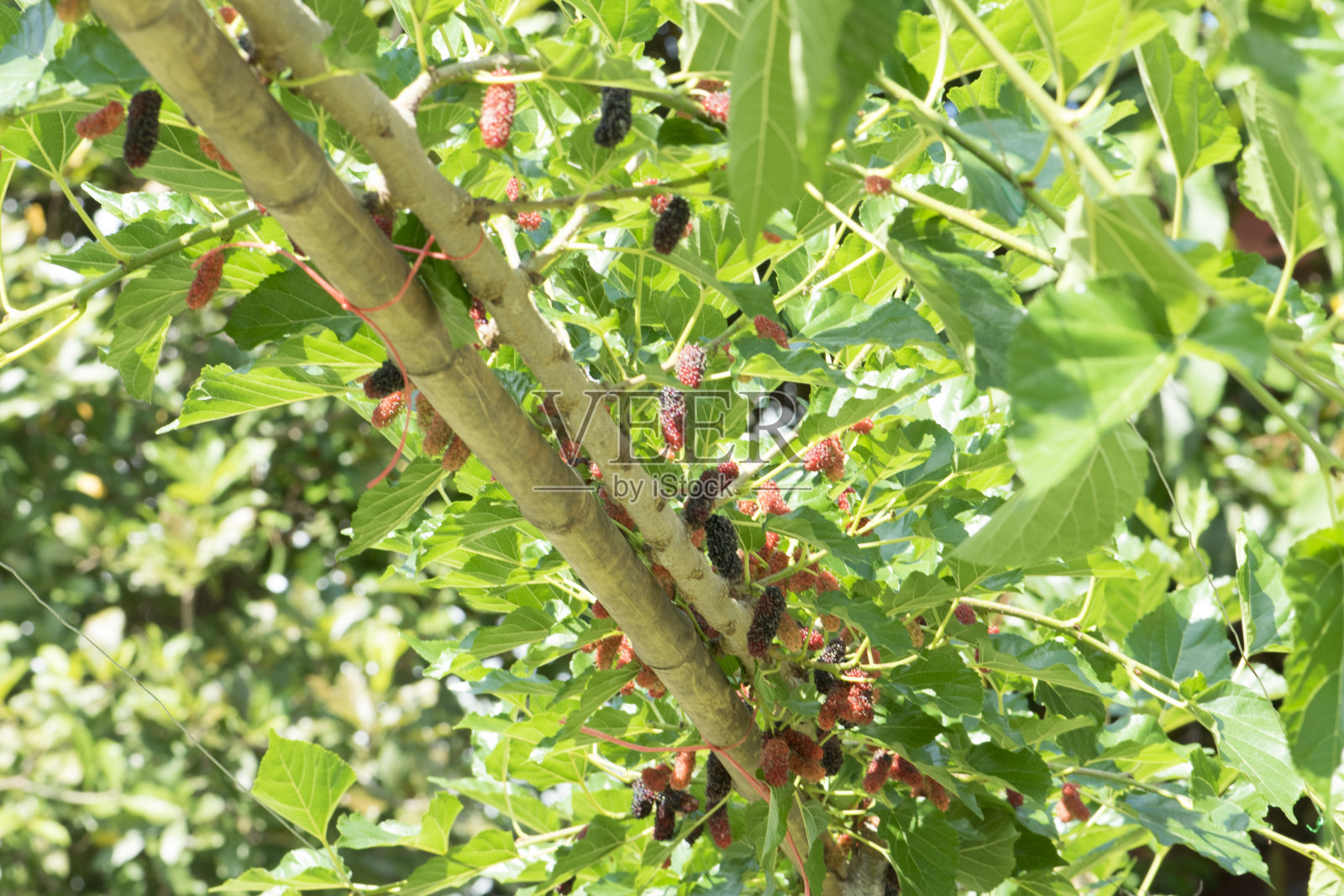 树上有新鲜的桑树，水果照片摄影图片
