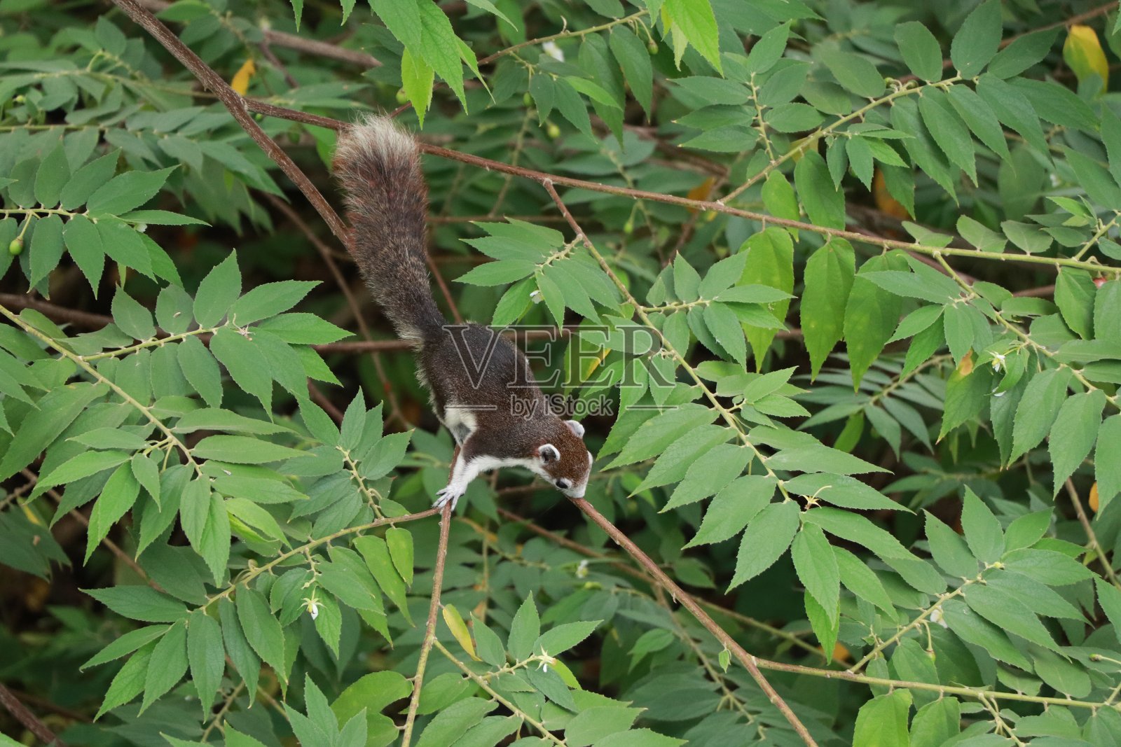 松鼠在树上吃水果照片摄影图片