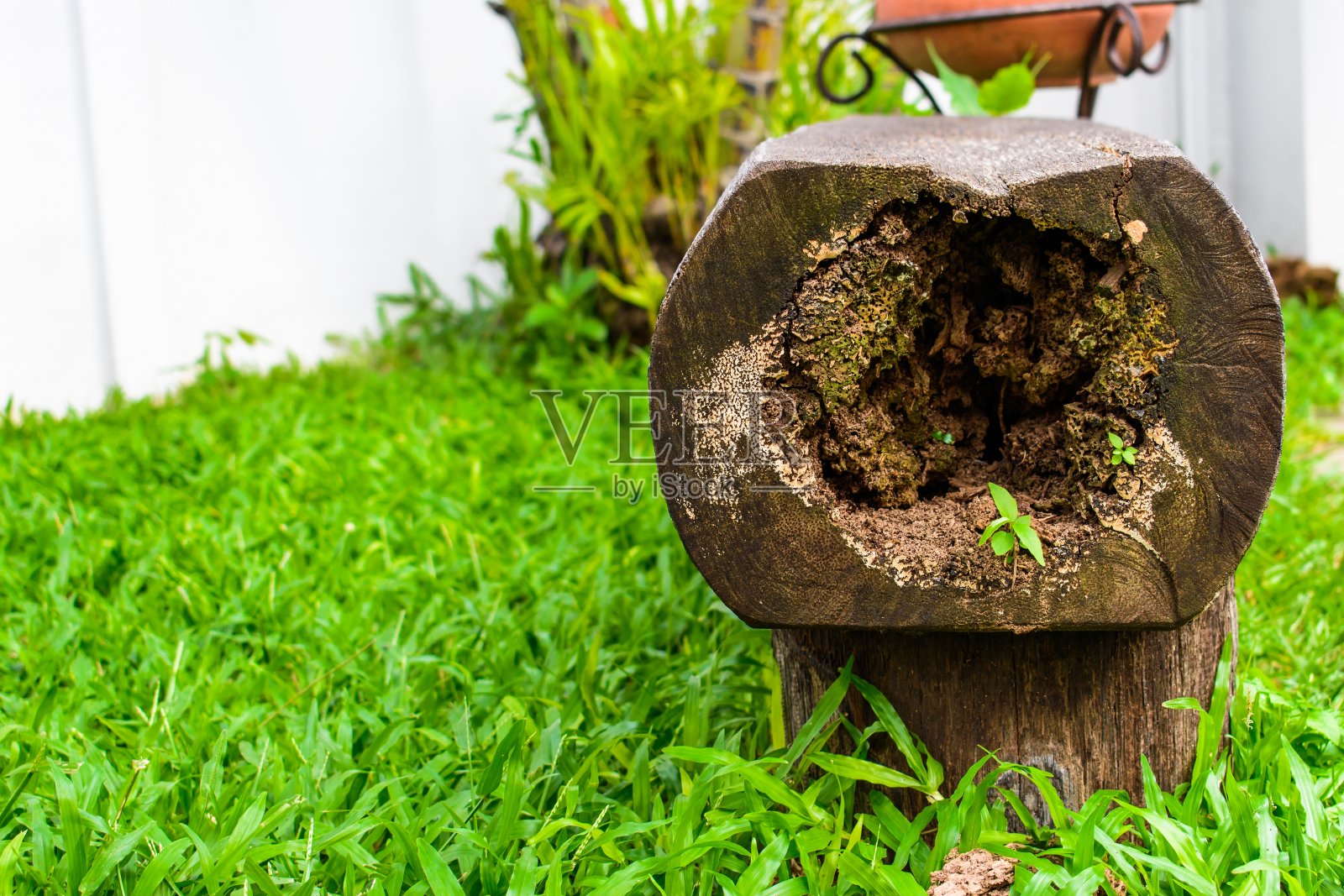 空心的原木和草地座位。照片摄影图片