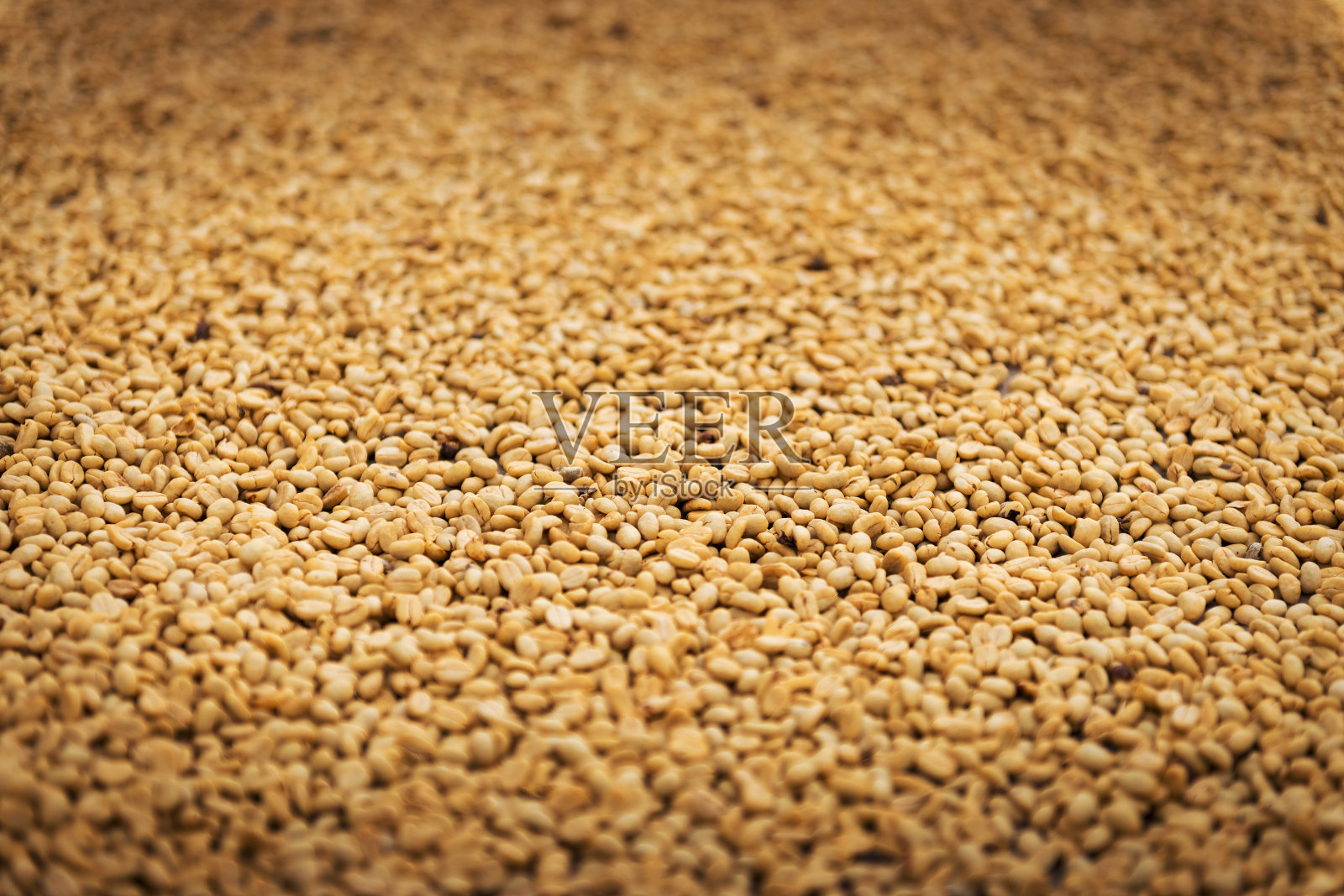 哥伦比亚萨伦托的一个农场里正在晾晒的咖啡豆照片摄影图片