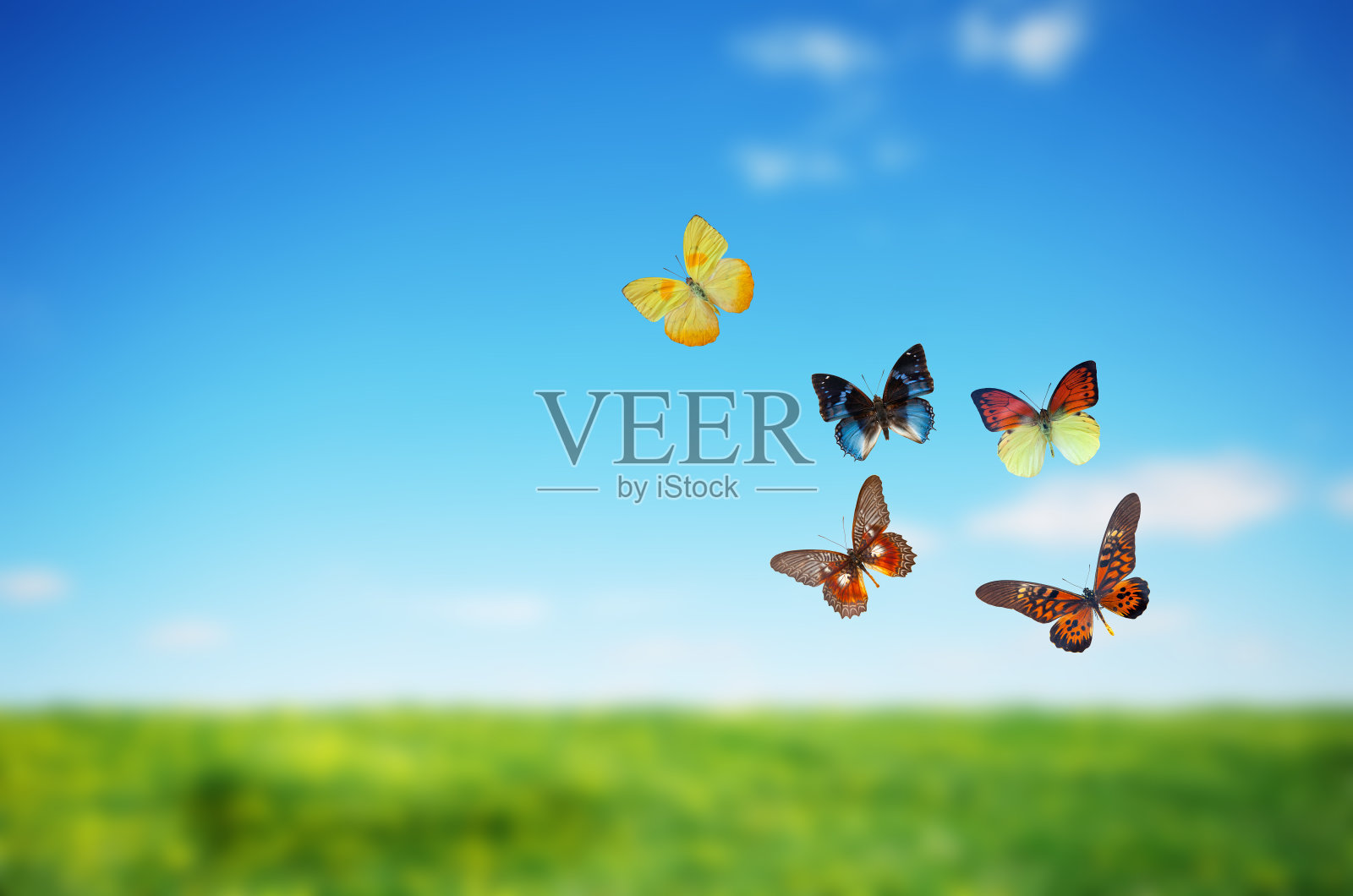 五彩缤纷的蝴蝶春田照片摄影图片