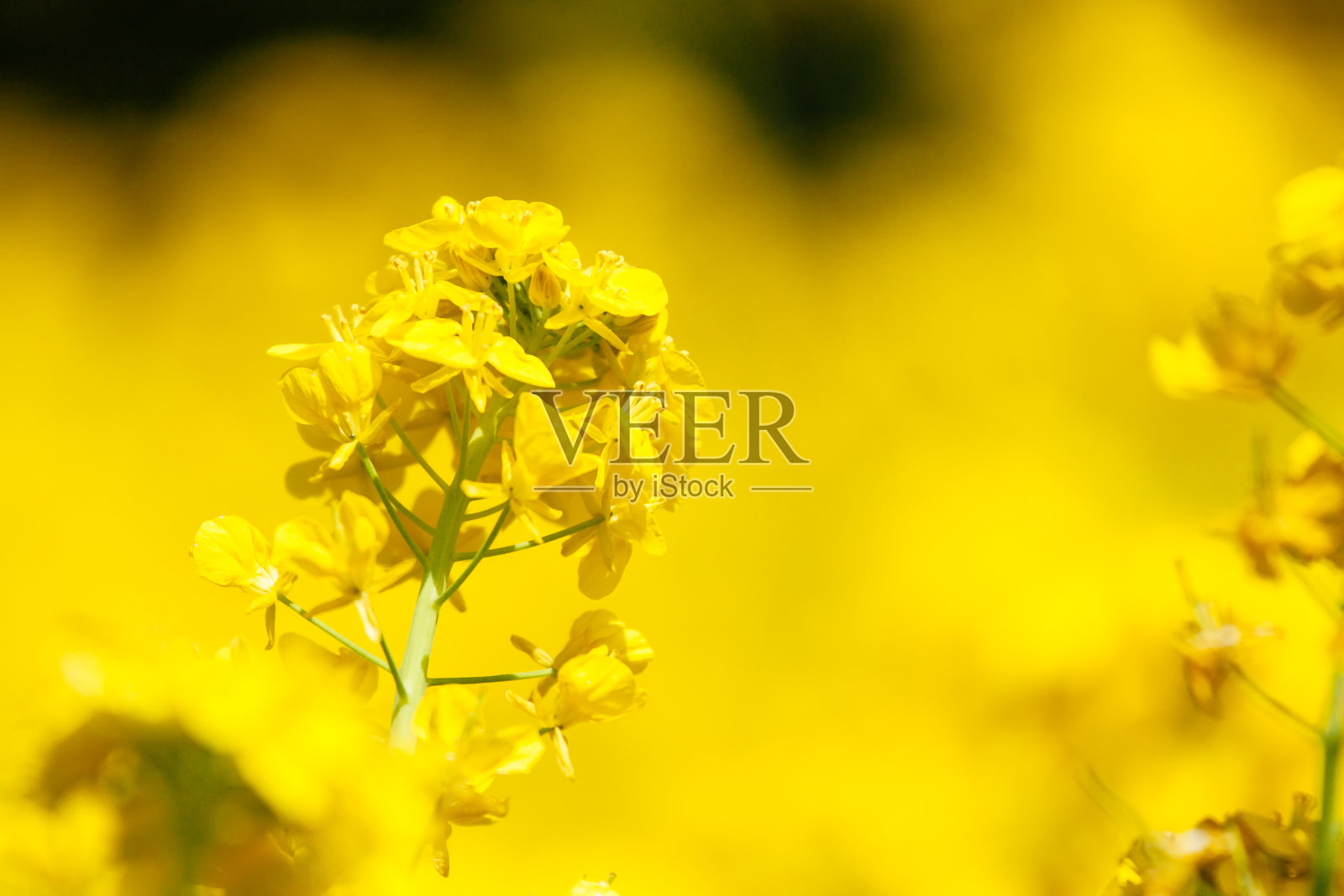 油菜花花朵照片摄影图片