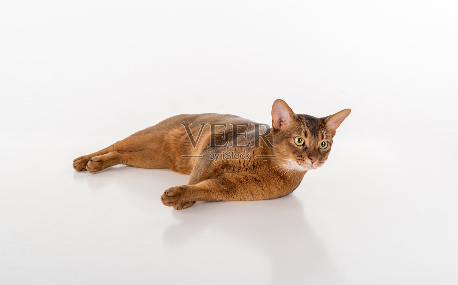 白底上的阿比西尼亚猫。照片摄影图片