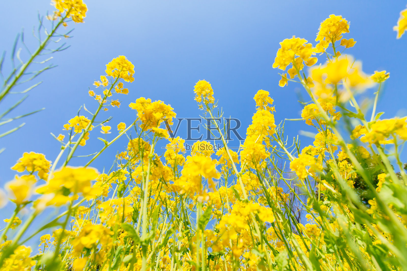 油菜花花朵照片摄影图片