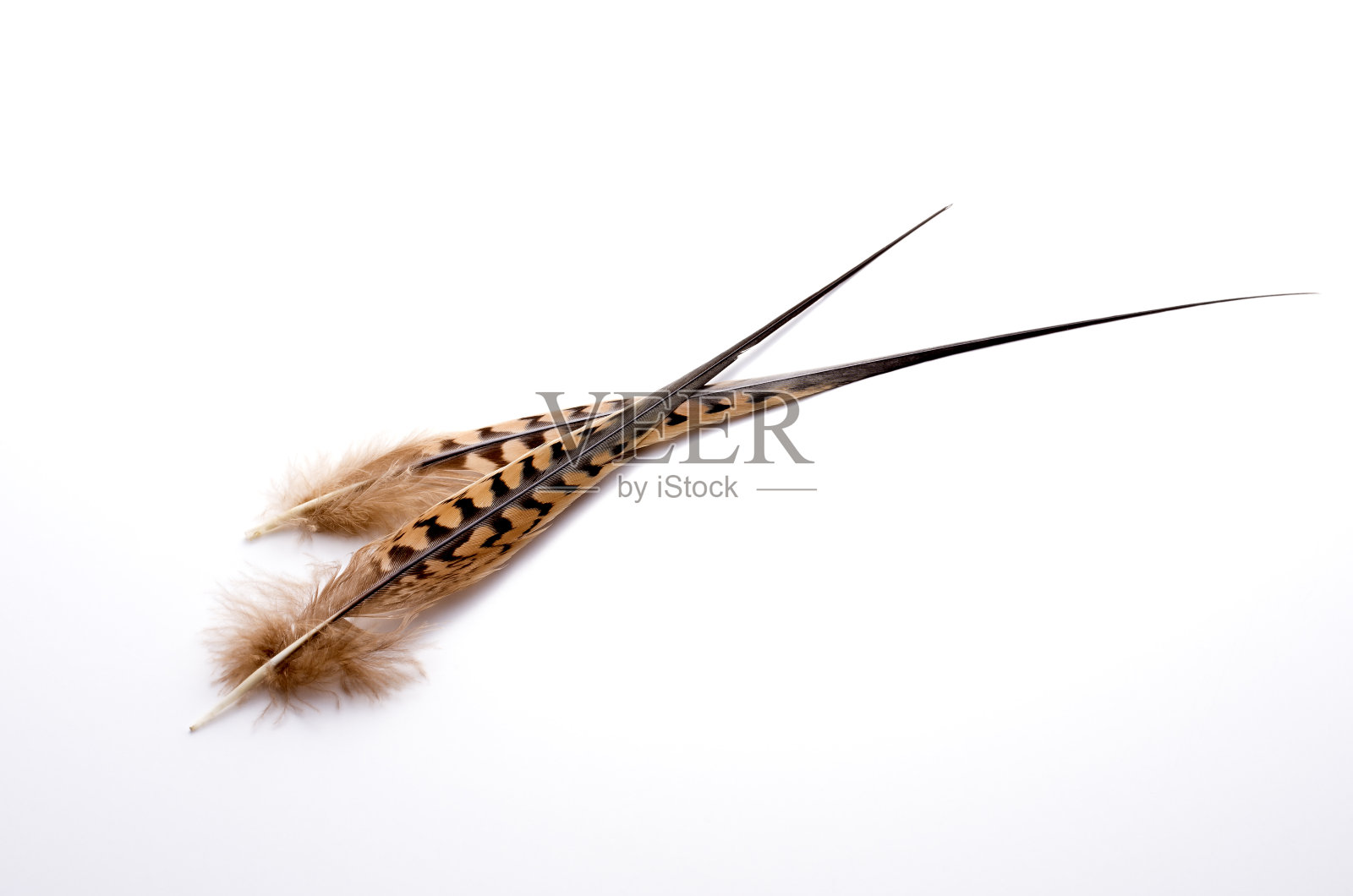 白色背景上的羽毛特写照片摄影图片