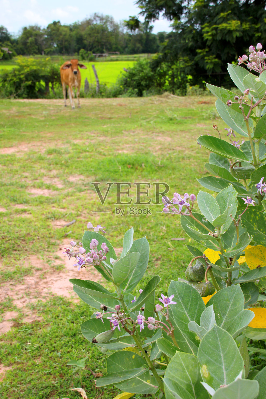 在树上开花的紫色的冠花(Calotropis gigantea)照片摄影图片