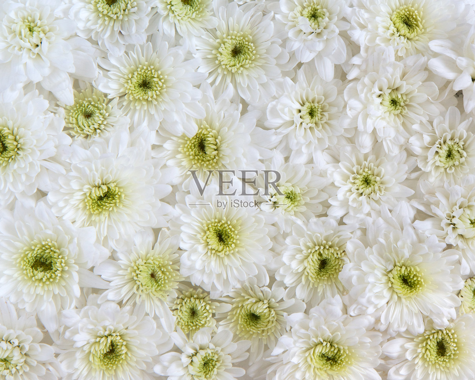 白色的雏菊照片摄影图片