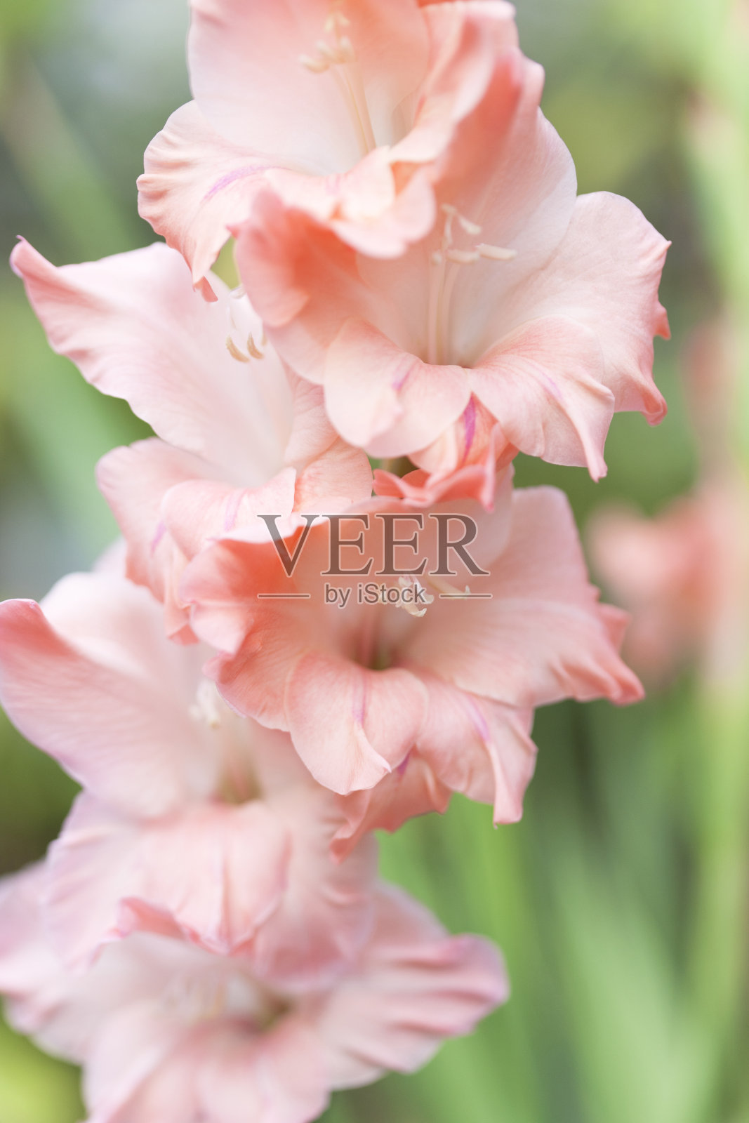 剑兰照片摄影图片