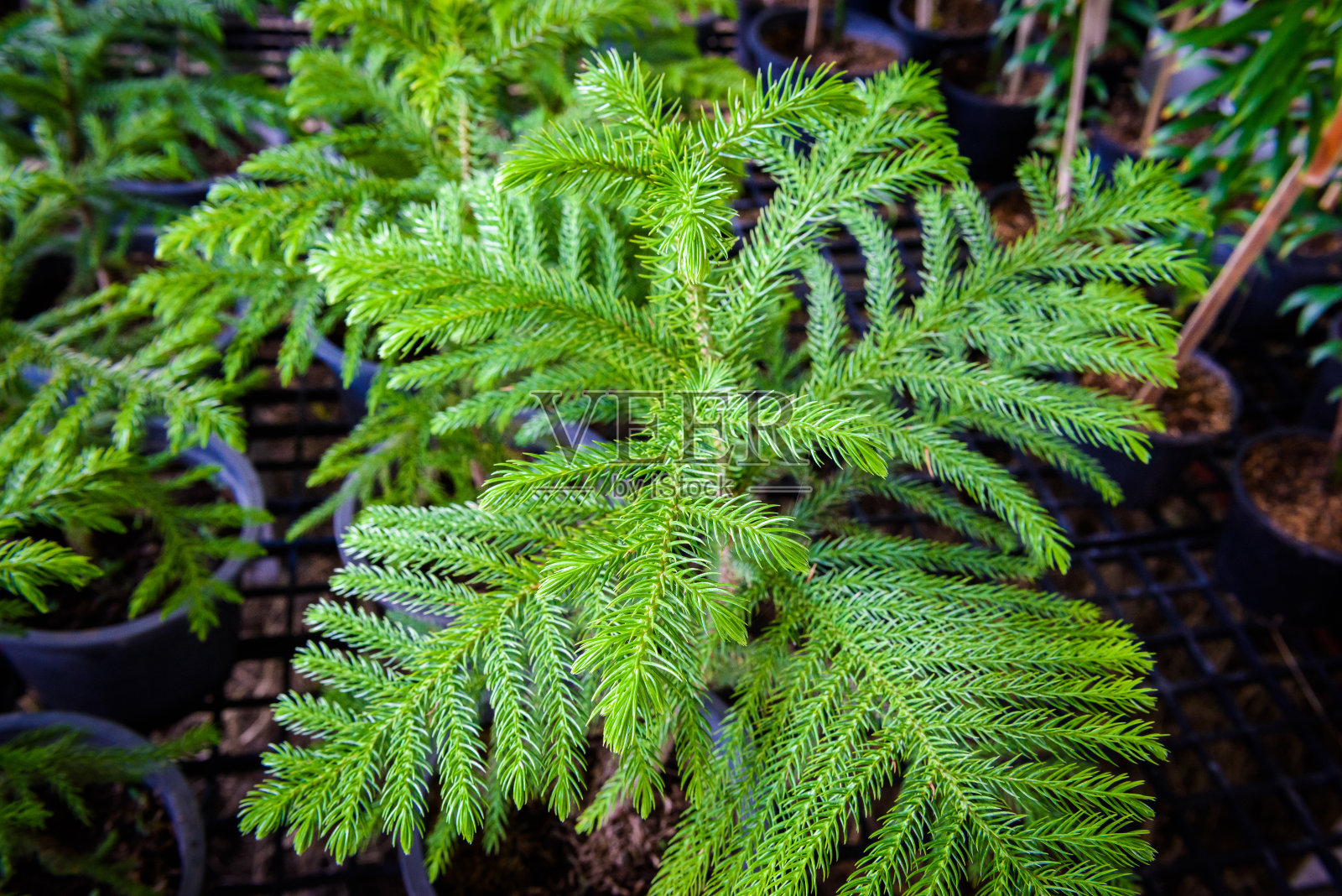 诺福克岛松叶苗圃照片摄影图片