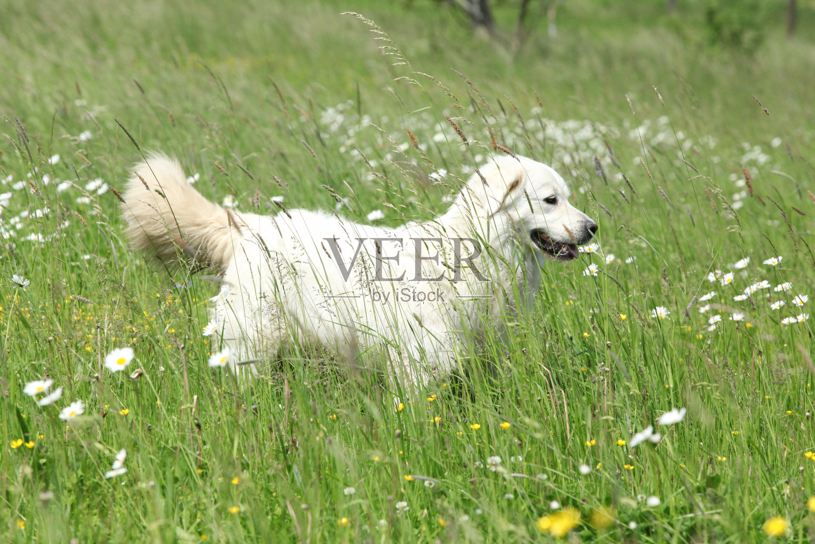 斯洛伐克的花，白色的花照片摄影图片