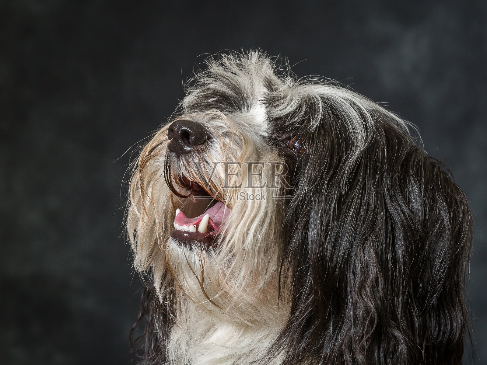 西藏梗照片摄影图片