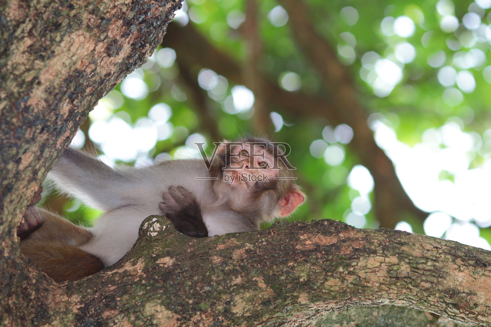 香港九龙金山郊野公园的一只猴子照片摄影图片