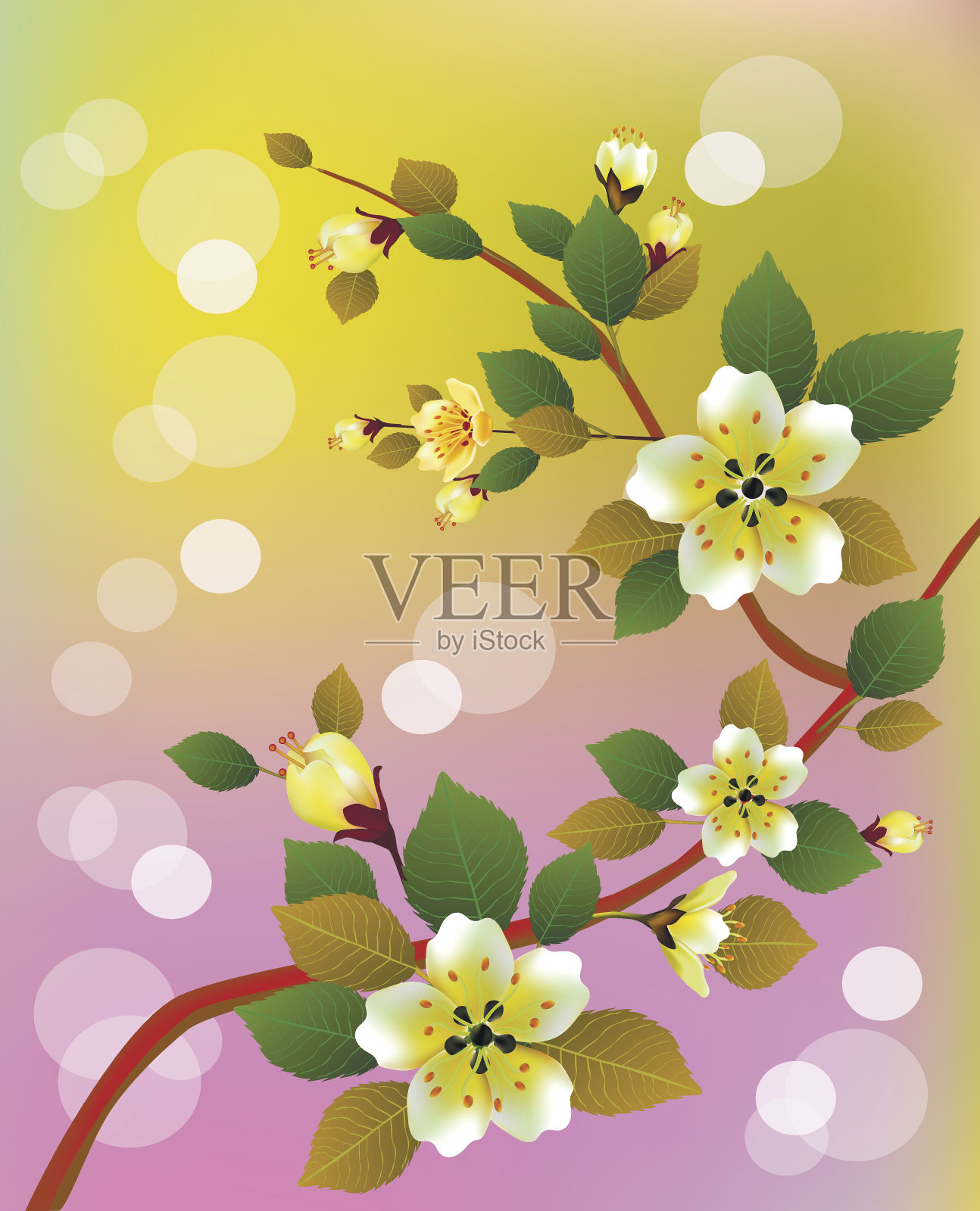 小樱。傍晚在花园里盛开的樱桃插画图片素材