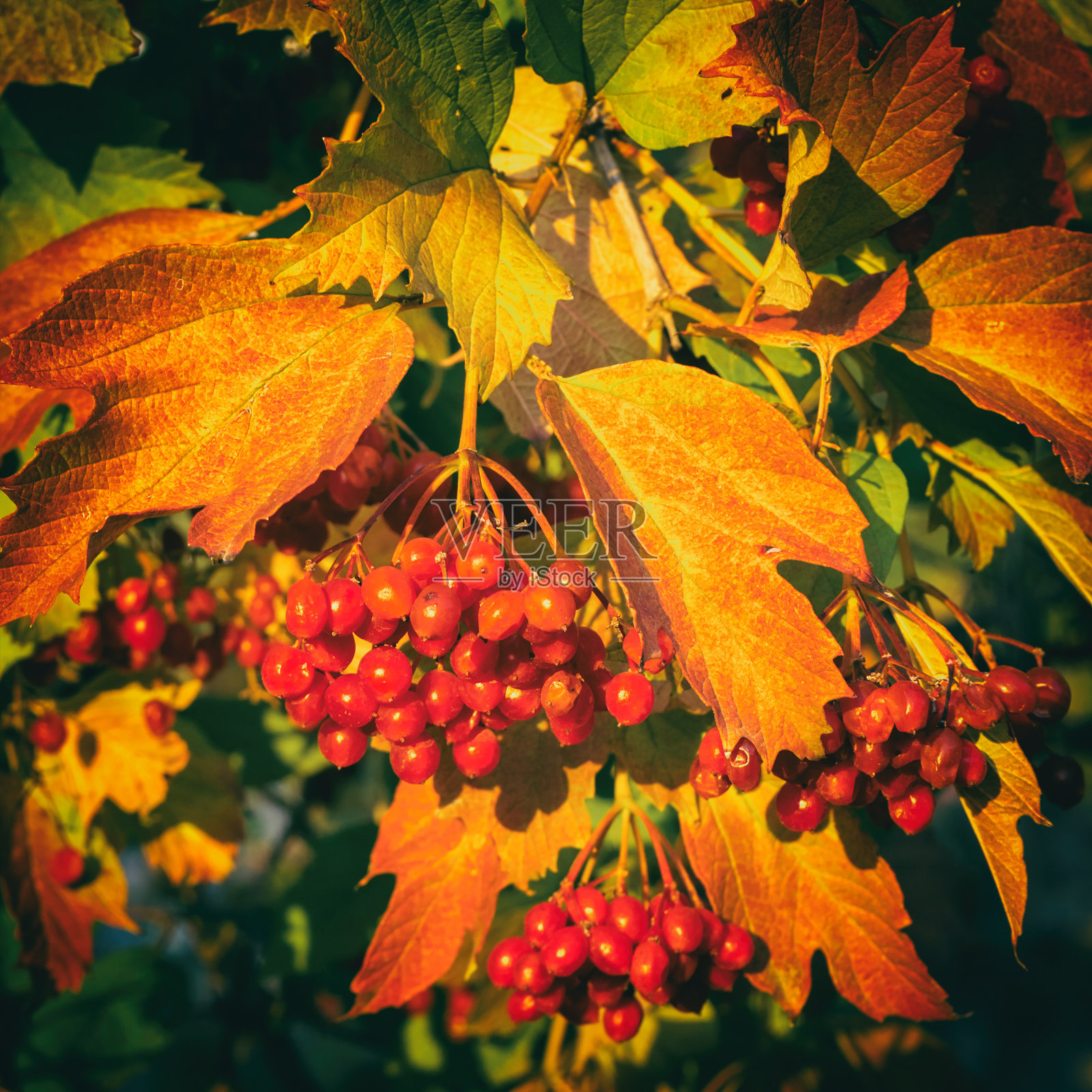 桂枝成熟浆果，荚蒾属照片摄影图片