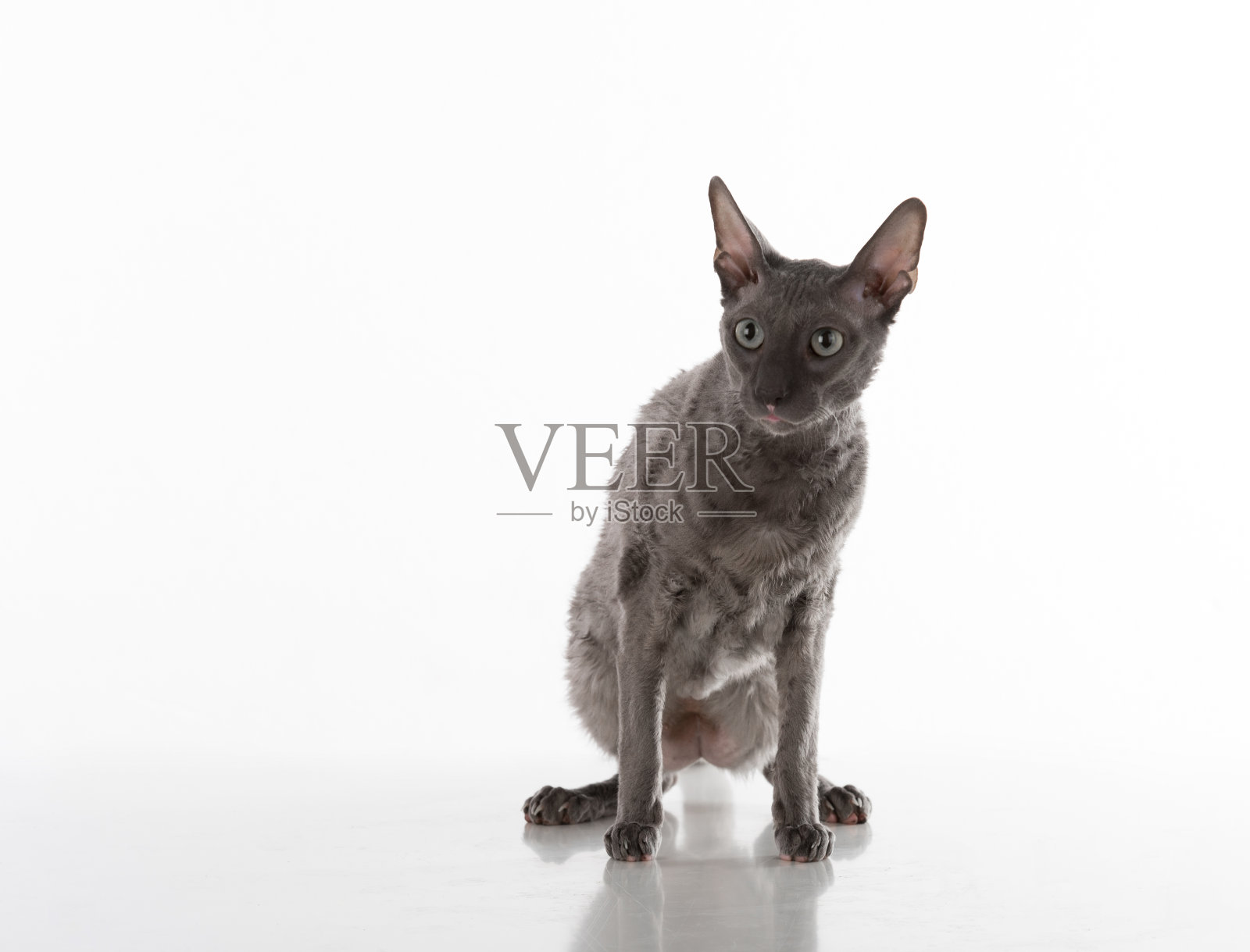 深色康沃尔雷克斯猫。工作室拍摄。照片摄影图片