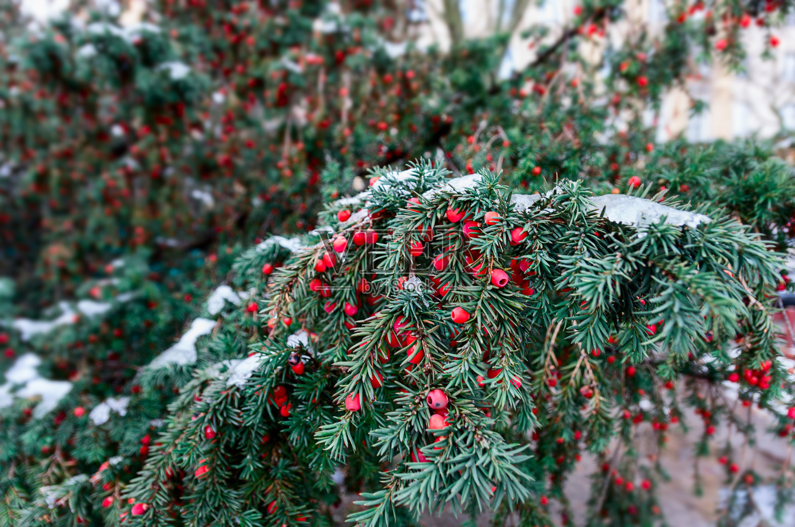 紫杉冬季照片摄影图片