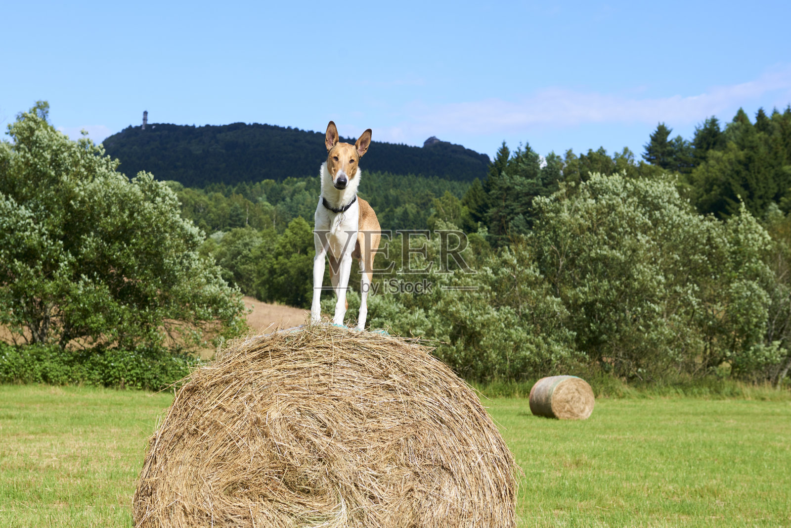 光滑的柯利牧羊犬在干草捆上照片摄影图片