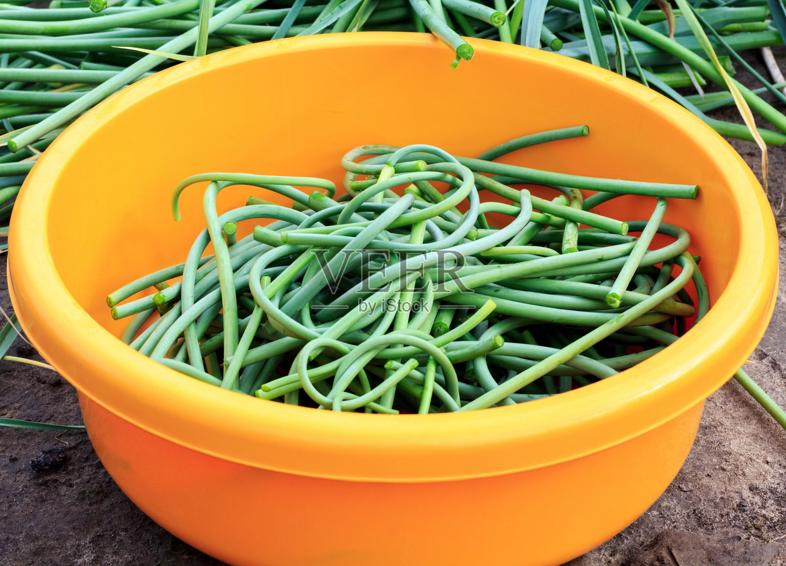 生蒜梗照片摄影图片