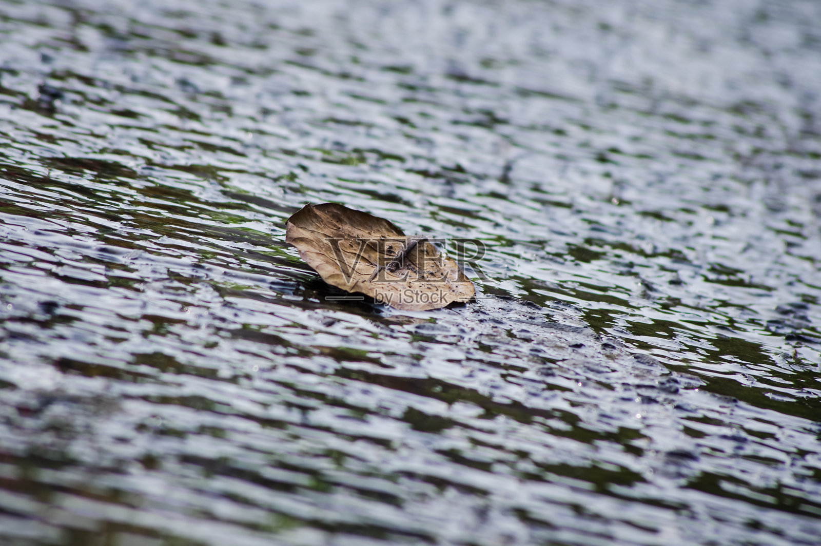 水上枯叶照片摄影图片