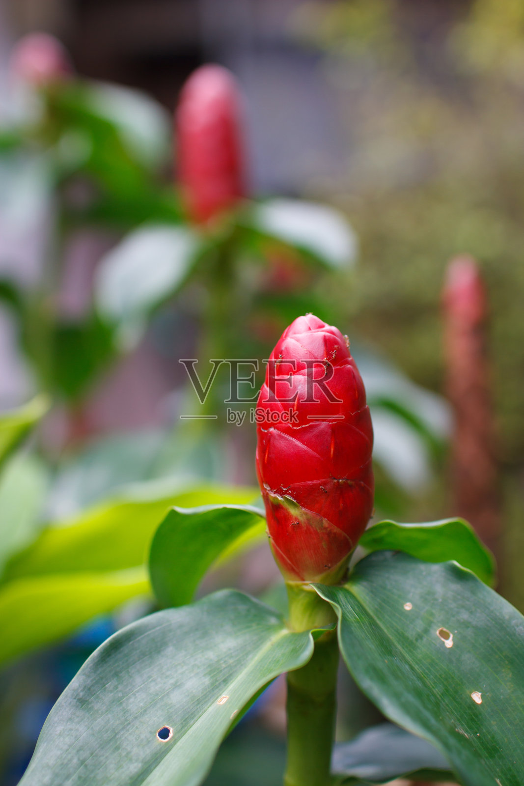 克拉佩姜照片摄影图片