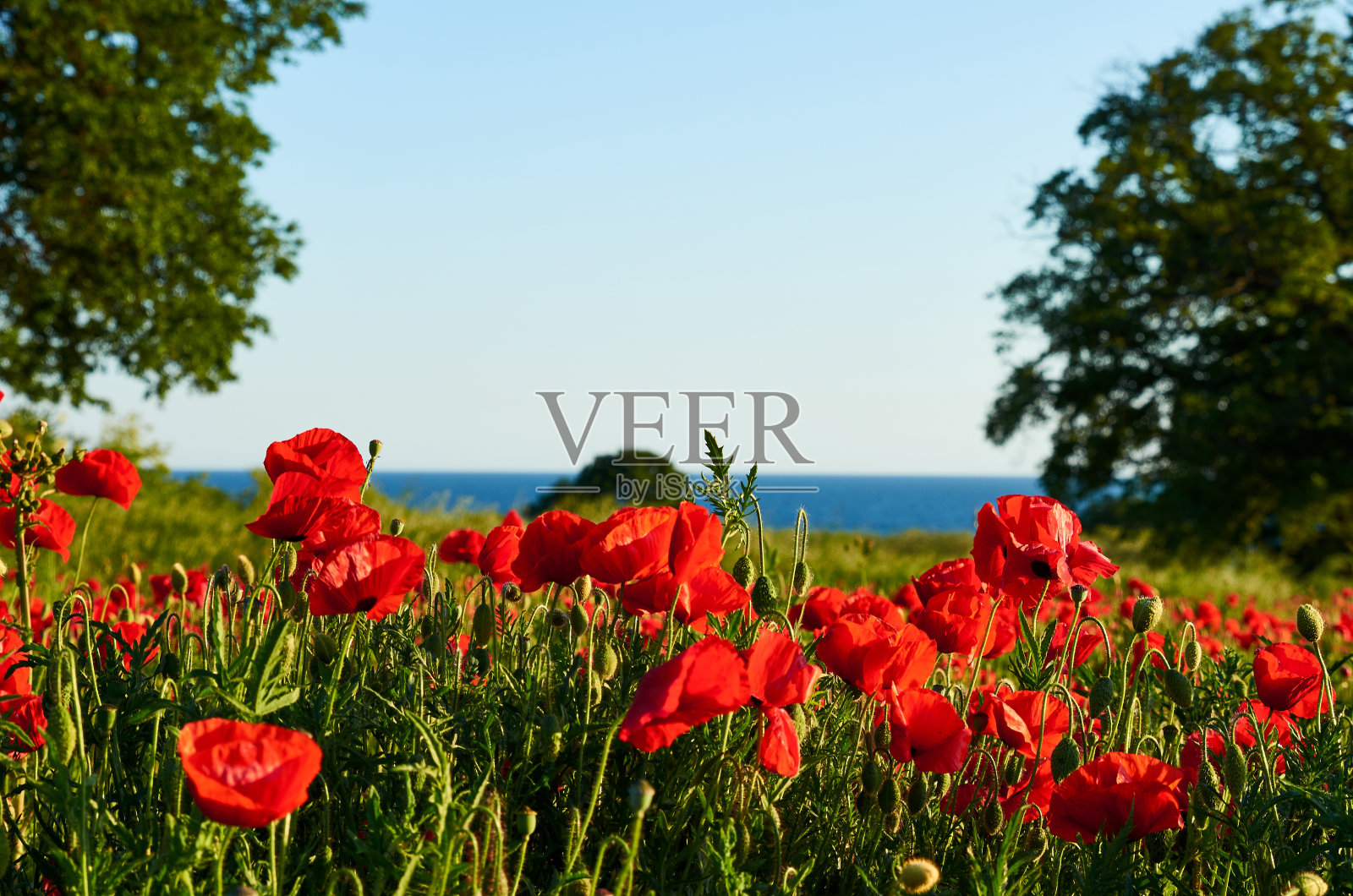 罂粟花田照片摄影图片