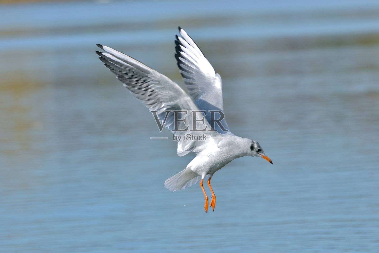 鸥飞照片摄影图片