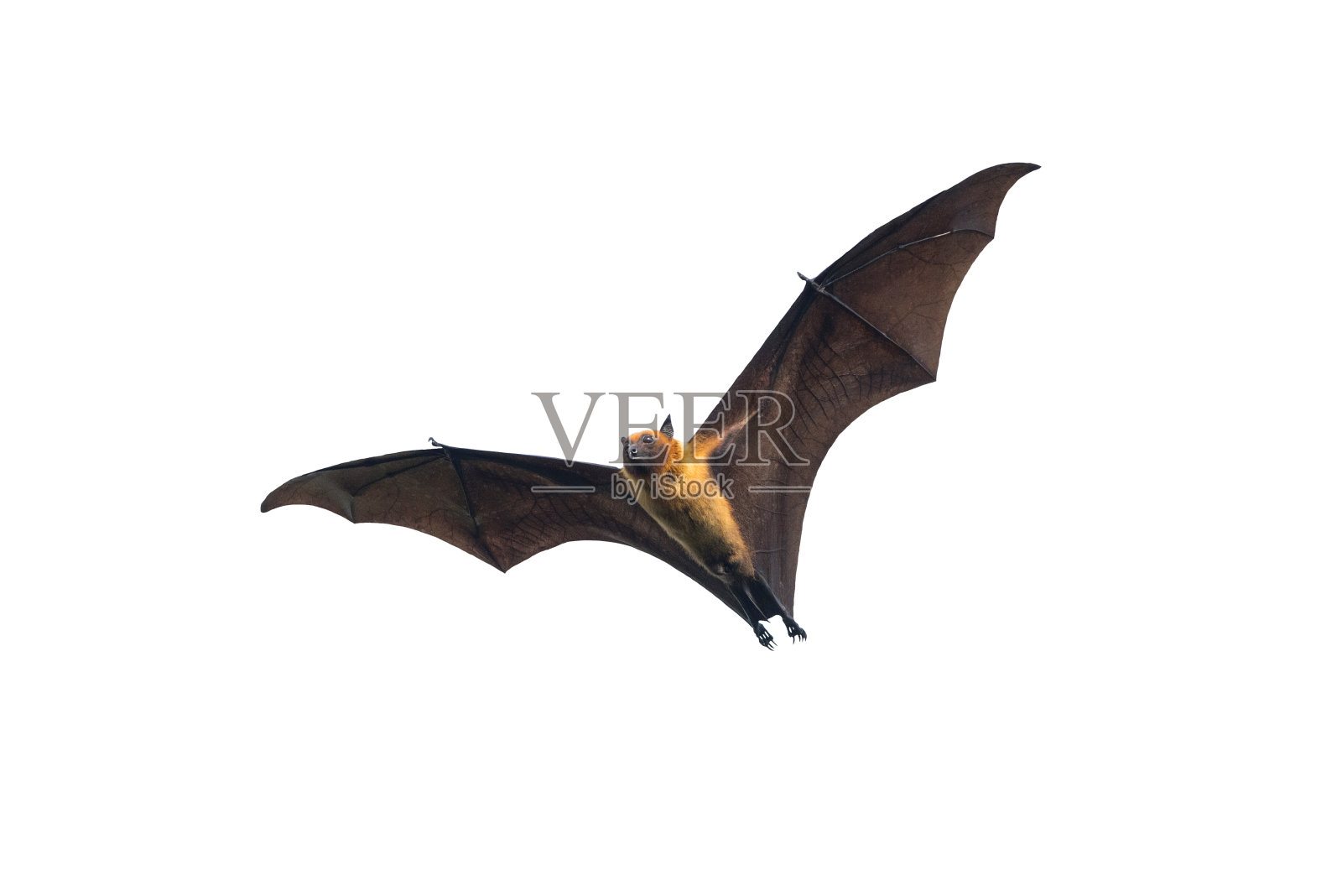 飞行蝙蝠孤立在白色背景照片摄影图片