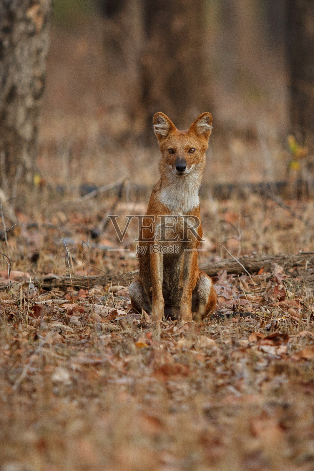 野生印第安人在自然栖息地摆姿势照片摄影图片