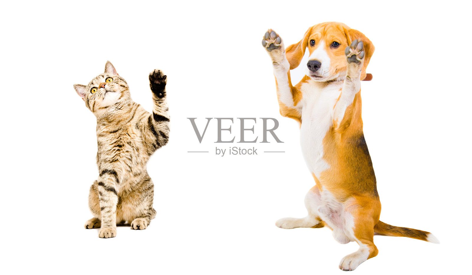 猫和狗站在一起照片摄影图片