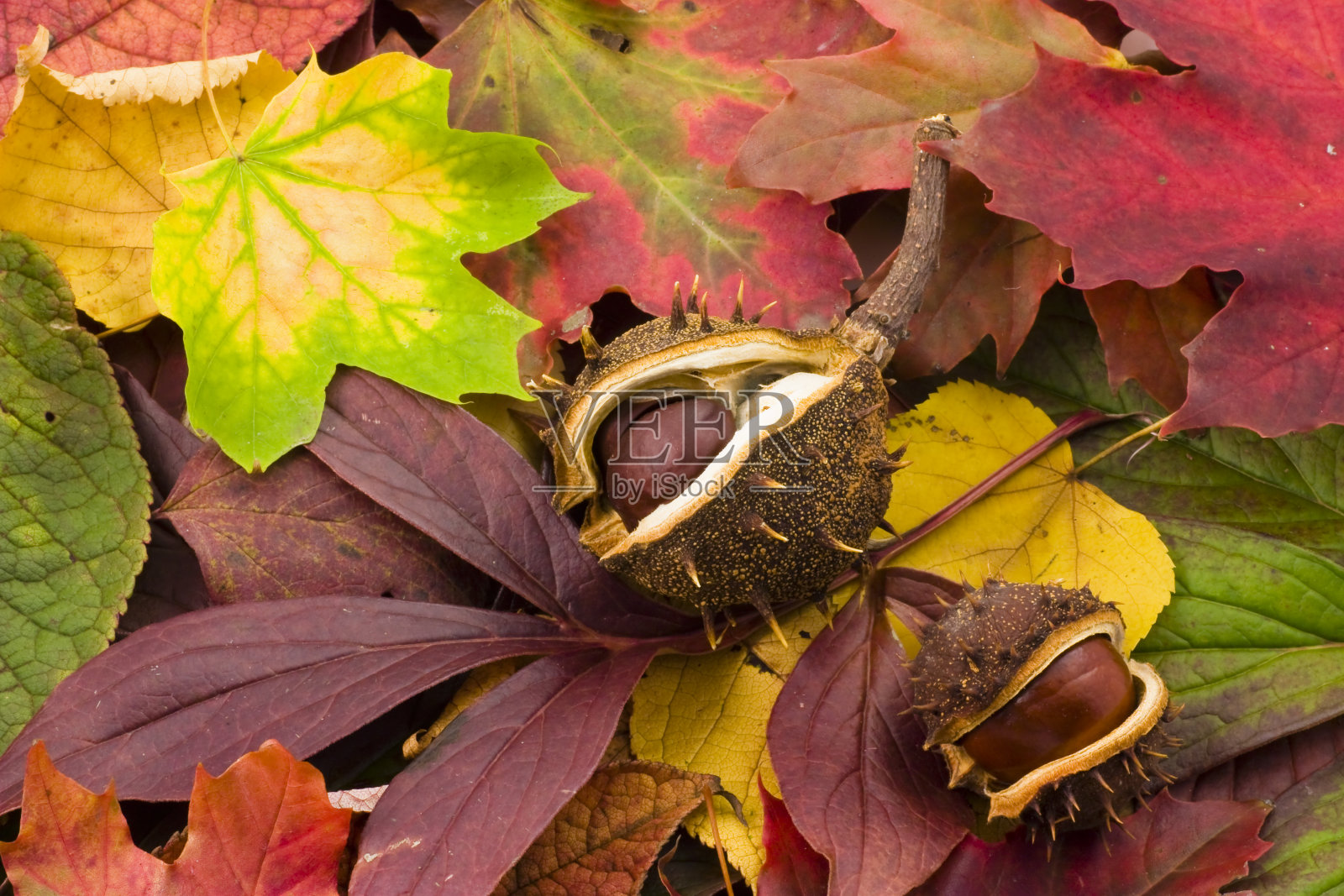 秋天栗子照片摄影图片