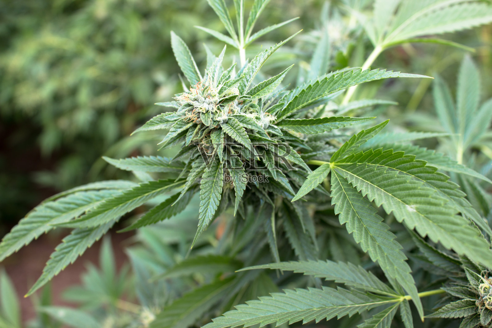 医用大麻照片摄影图片