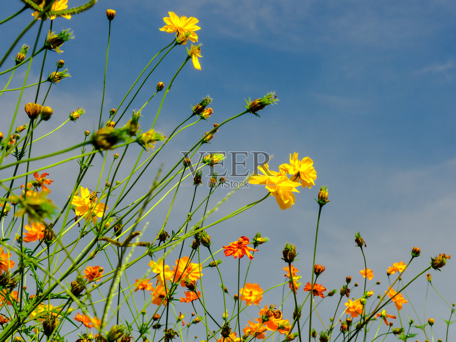 宇宙的花。照片摄影图片