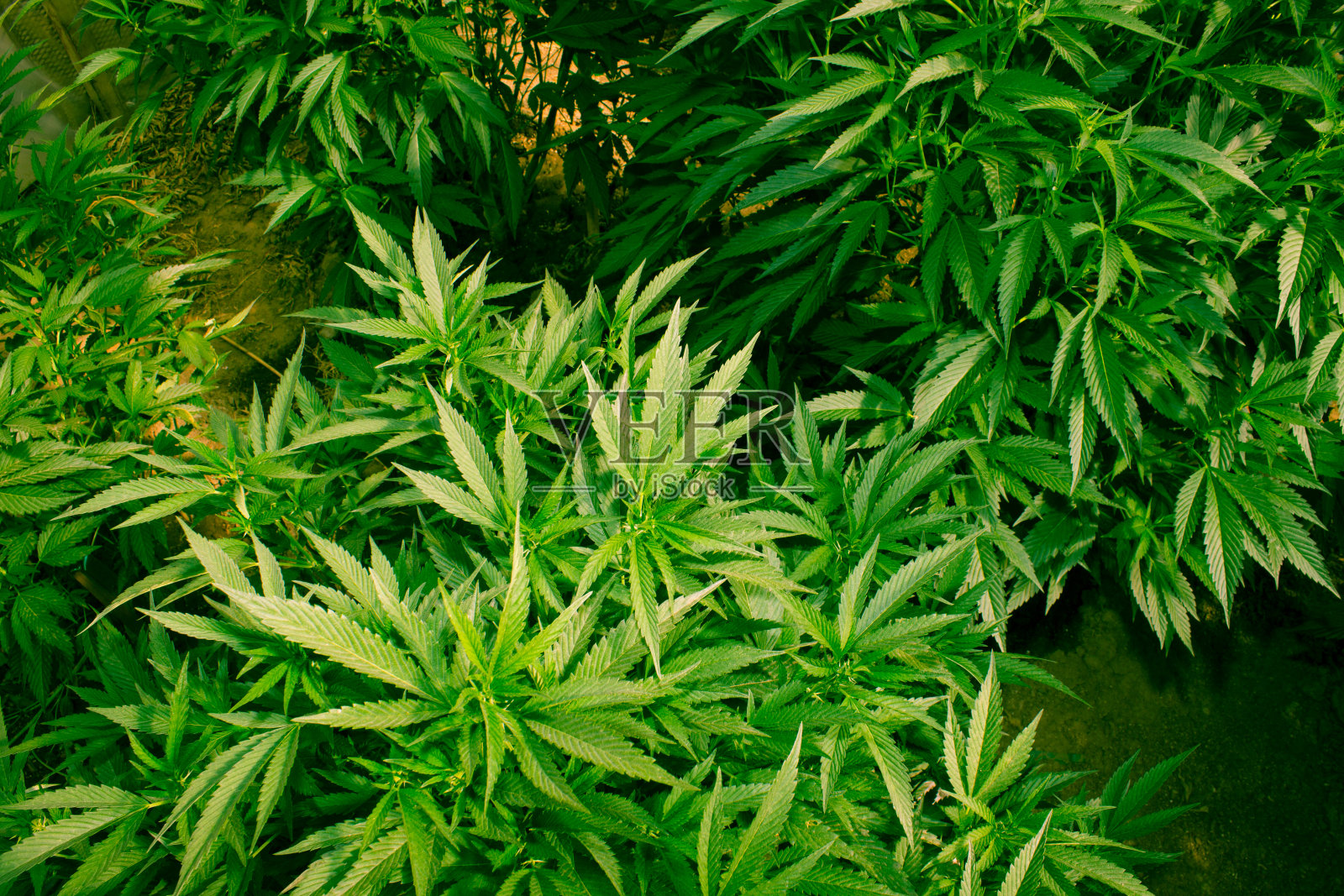 梦幻之地医用大麻照片摄影图片