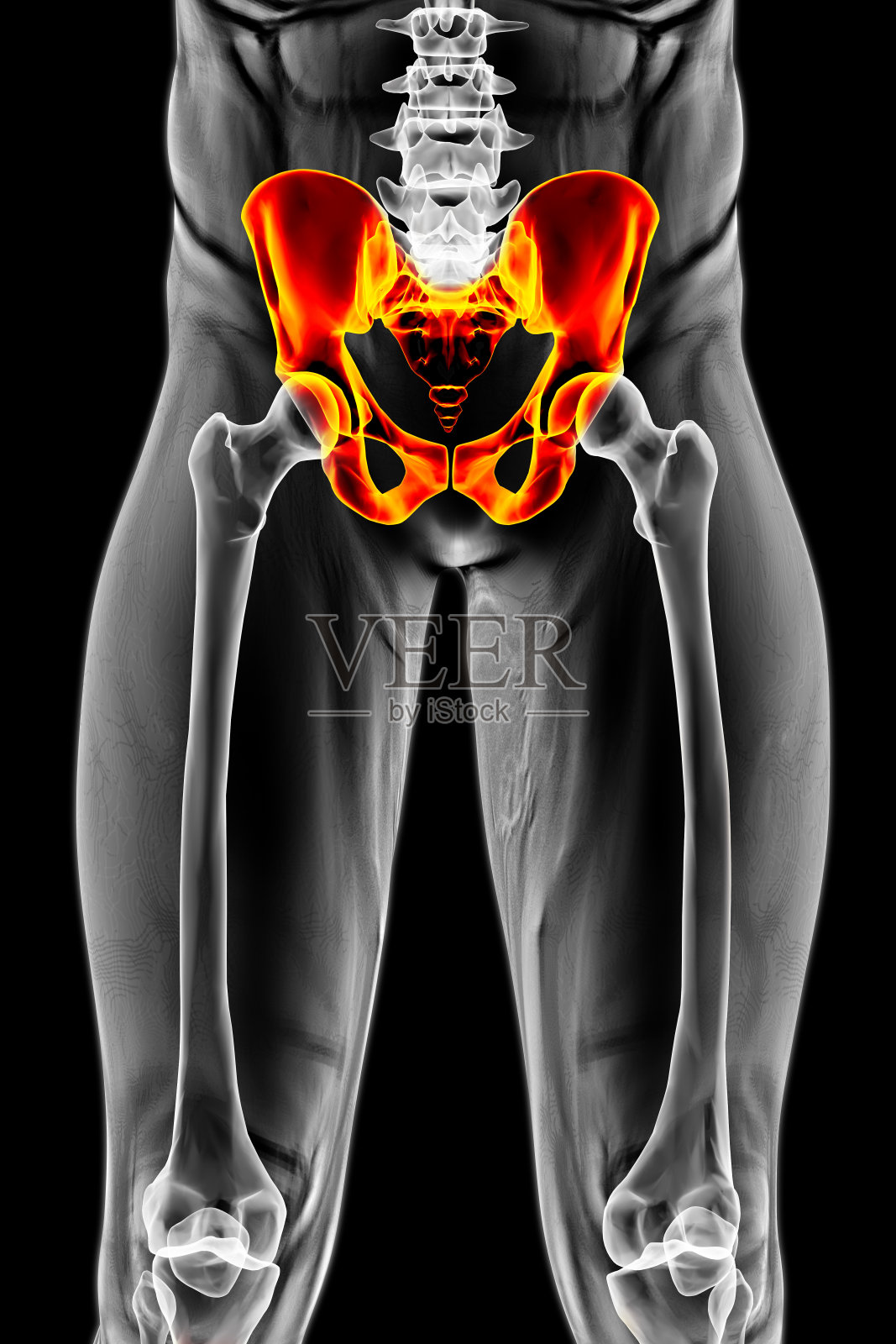 骨盆照片摄影图片