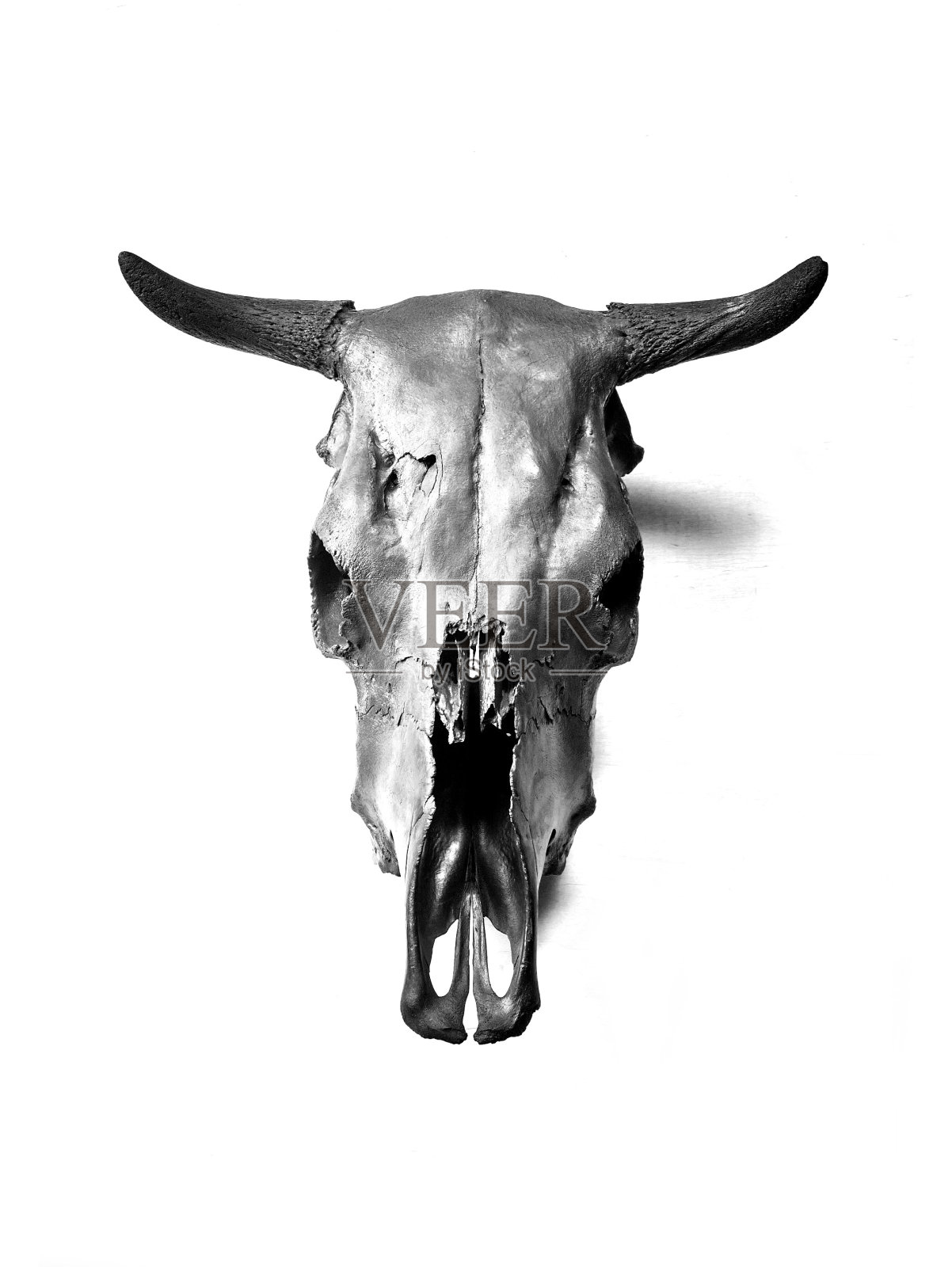 黑牛头骨照片摄影图片