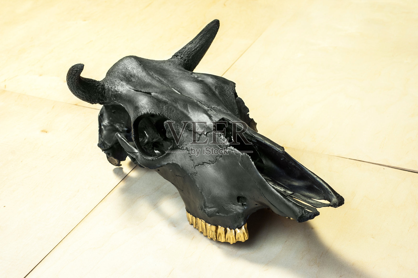 黑牛头骨照片摄影图片