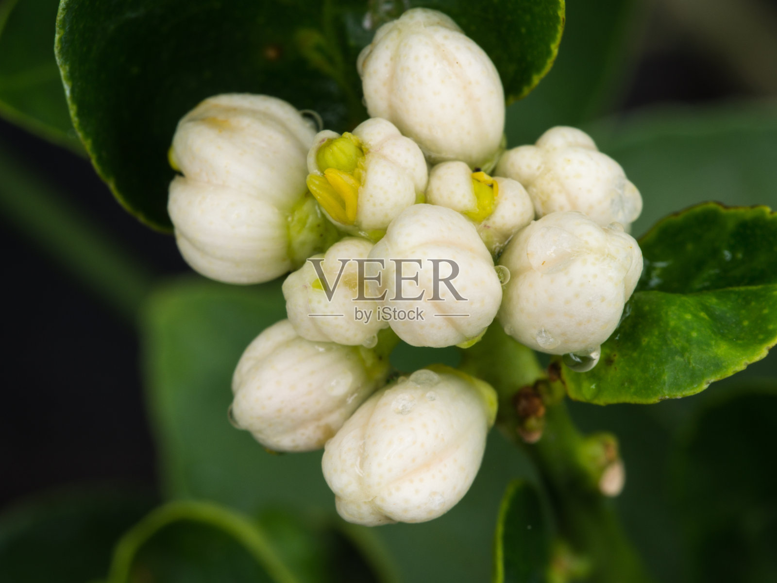 石灰盛开的鲜花照片摄影图片