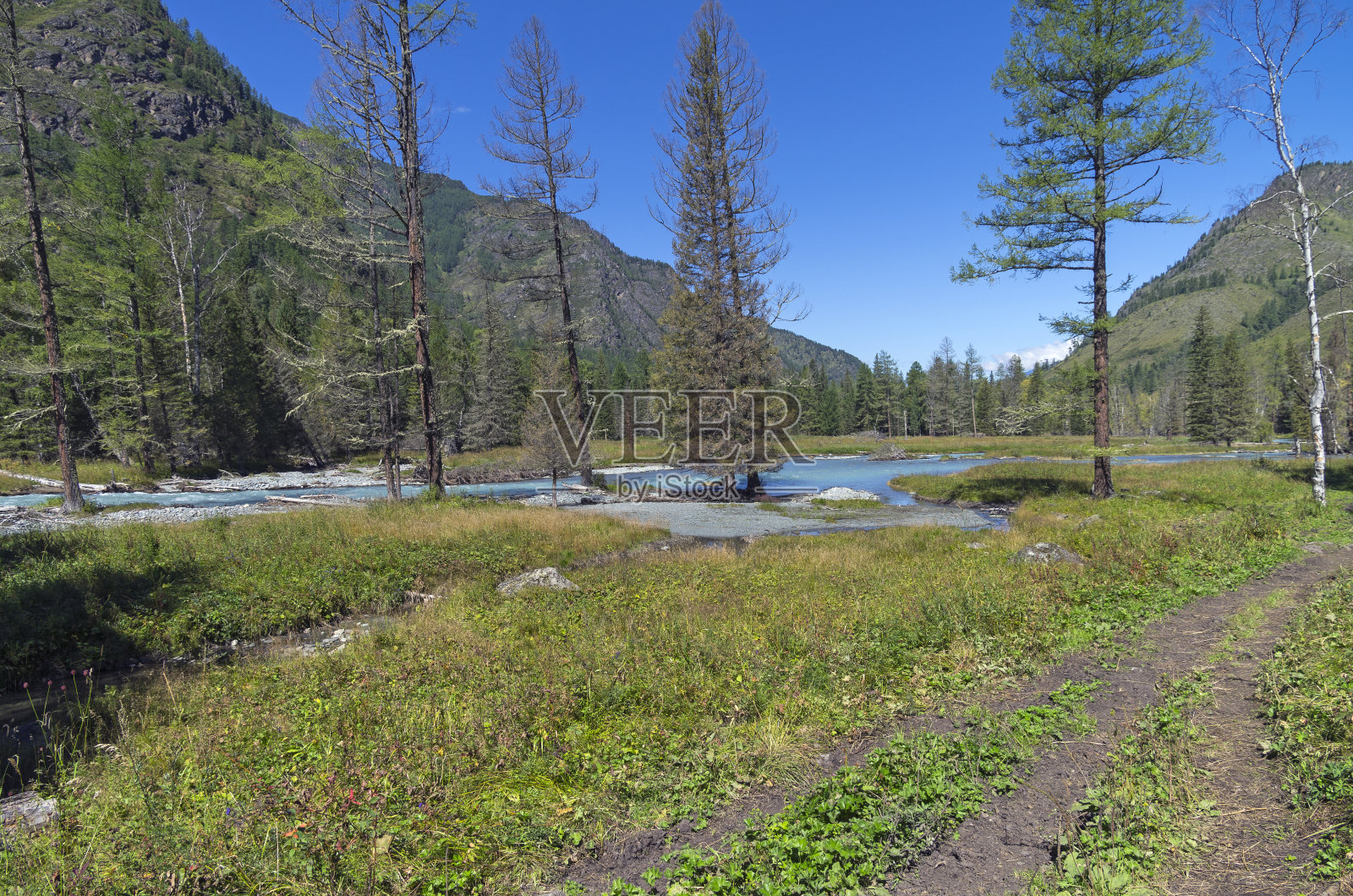 山河岸边的干落叶松。照片摄影图片
