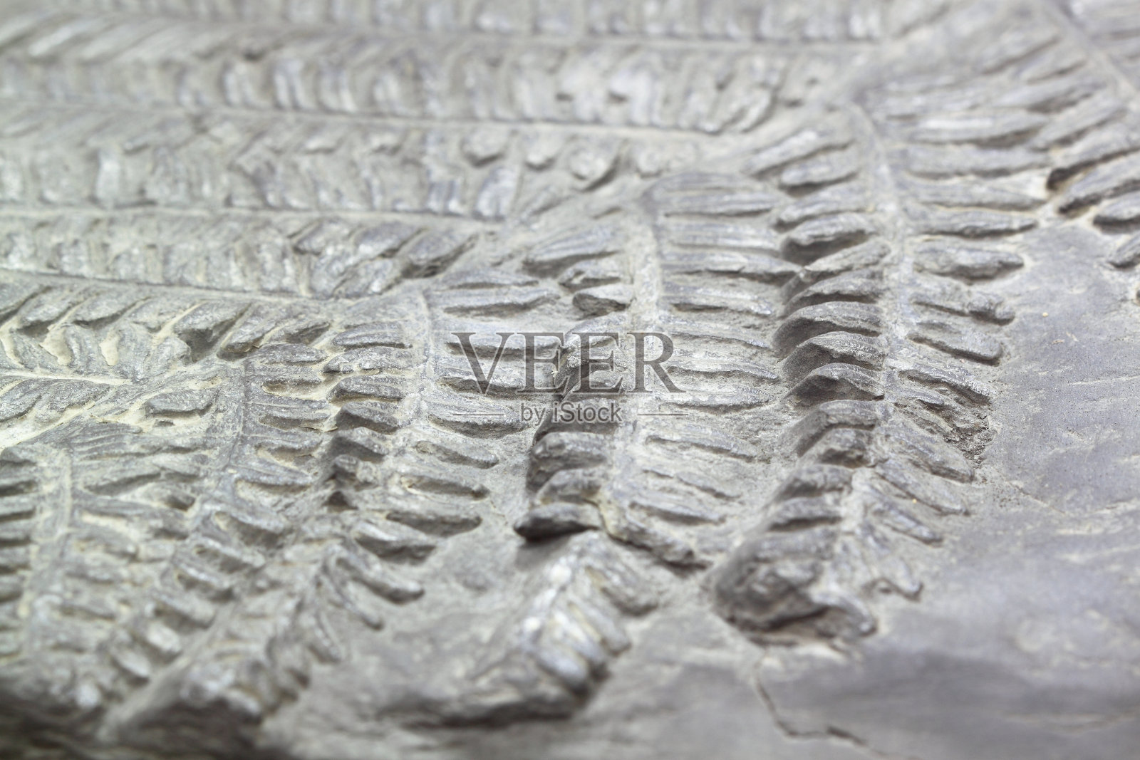 原始蕨类植物化石照片摄影图片