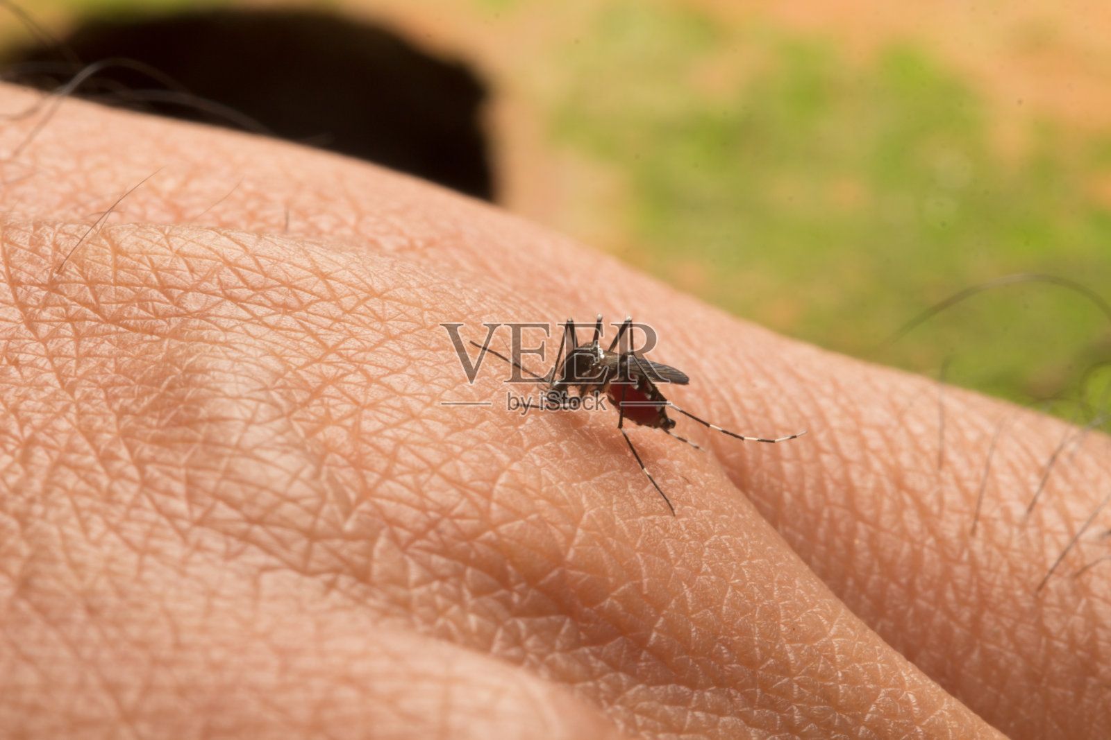 埃及伊蚊。靠近一只吸人血的蚊子。照片摄影图片