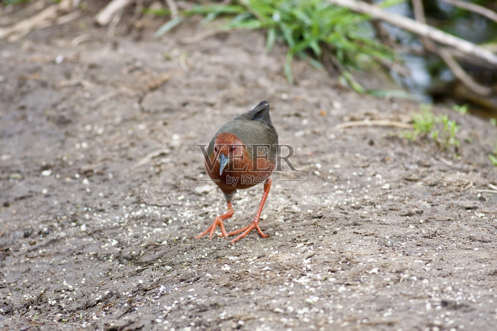 Ruddy-breasted秧鸡照片摄影图片