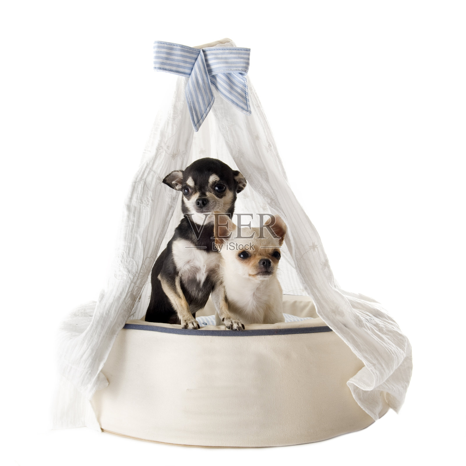 床上的吉娃娃狗照片摄影图片