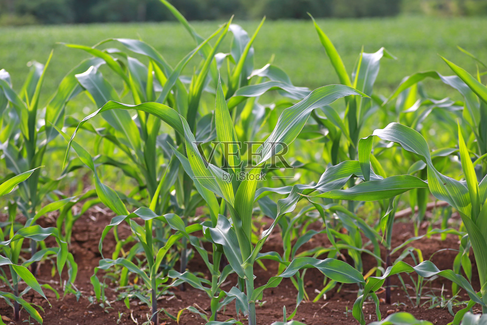 玉米田照片摄影图片